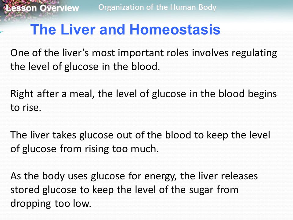 What are the roles of the liver in maintaining homeostasis?